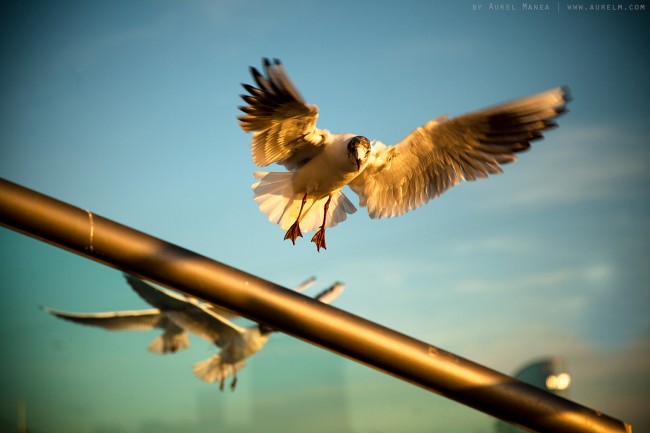 golden wings