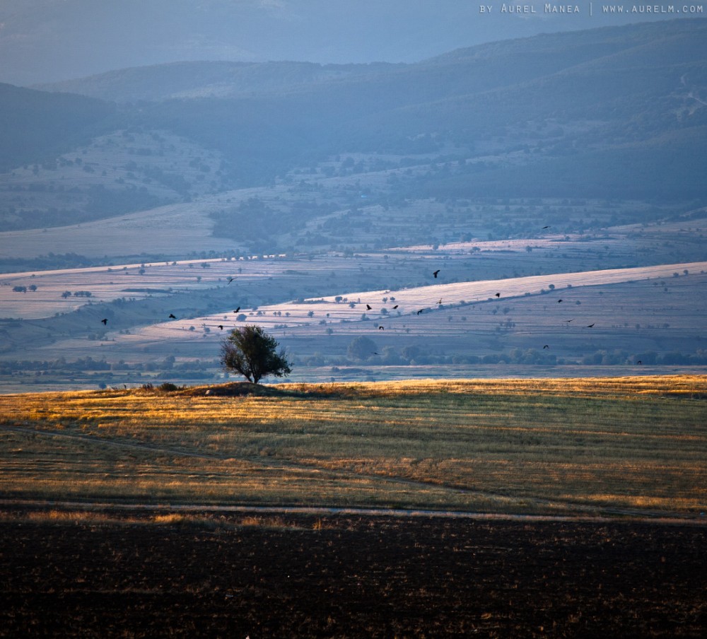 sunset with a lonely tree in bulgaria