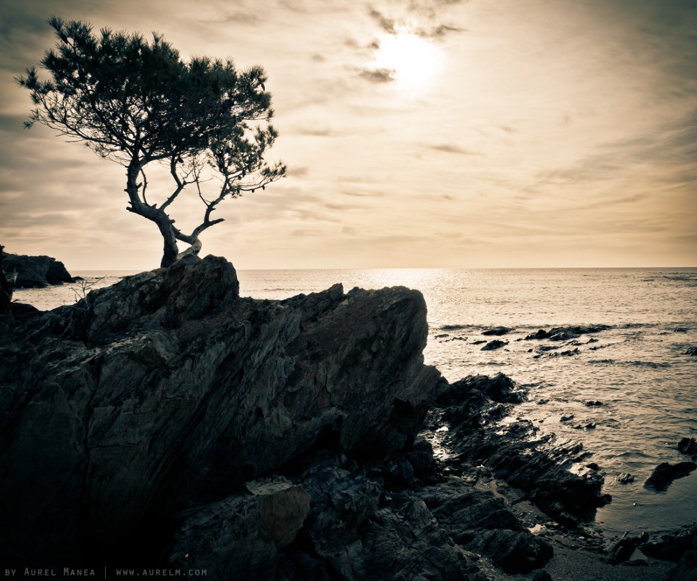 tree on ocean rocks